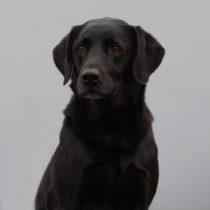 Morgi is a fully trained office dog and the Golden Tree Health and Wellbeing Officer.