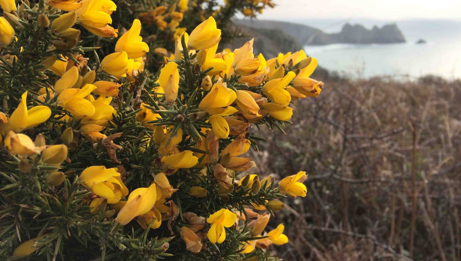 Gorse in Cornwall